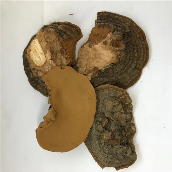 Sang huang bulk dried phellinus linteus mushroom wild phellinus igniarius
