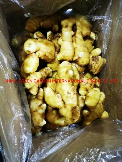 New Crop Ginger From China with Mesh Bag/PVC/Carton Box Packing Factory Supplier 50g/100g/150g/200g/250g/300g up Fresh Ginger Air Dried Ginger for Best Quality