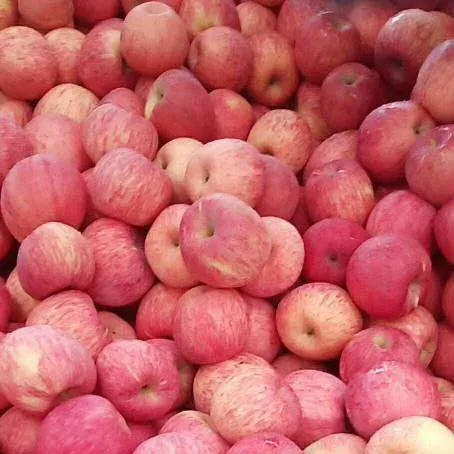 European Quality FUJI Apples