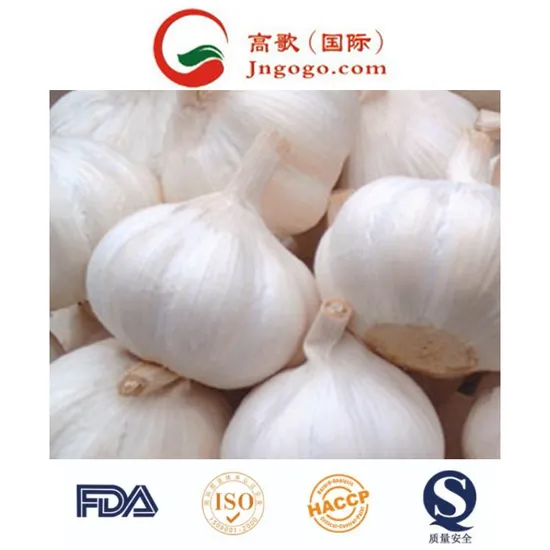New Crop Top Quality Garlic Paste