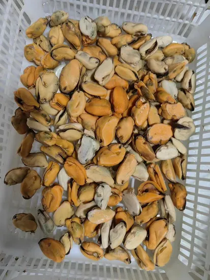 W/R Fresh Frozen Hardtail Scad Fish