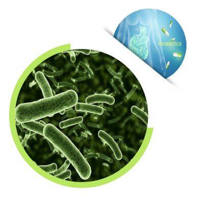 Healthdream lactobacillus casei powder freeze dried probiotics powder